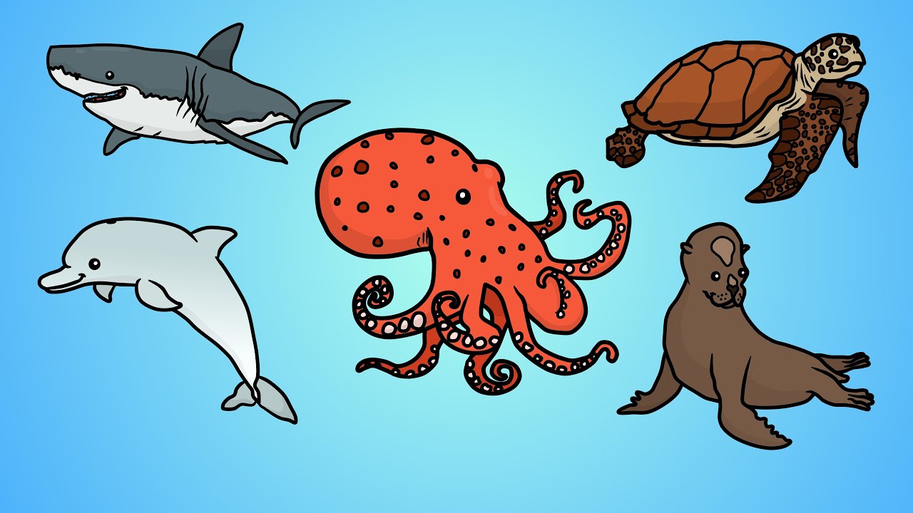 1280x720 Draw Five How To Draw Ocean Animals - Marine Animals Drawing
