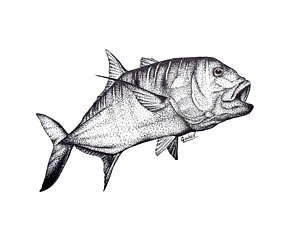 300x229 marine animals drawings - Marine Animals Drawing