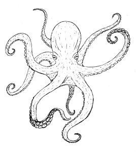 268x300 marine animals drawings - Marine Animals Drawing