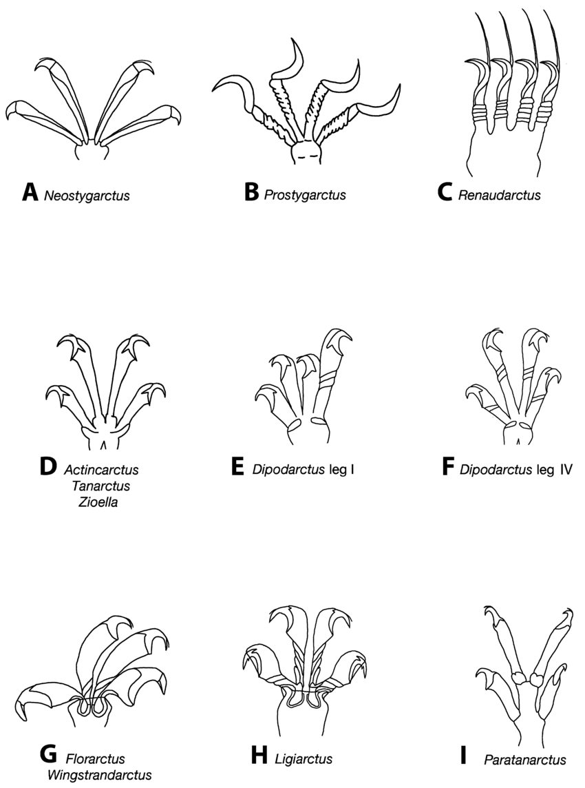 850x1144 Drawings Of Feet Of Marine Heterotardigrades A Neostygarctus - Marine Drawings