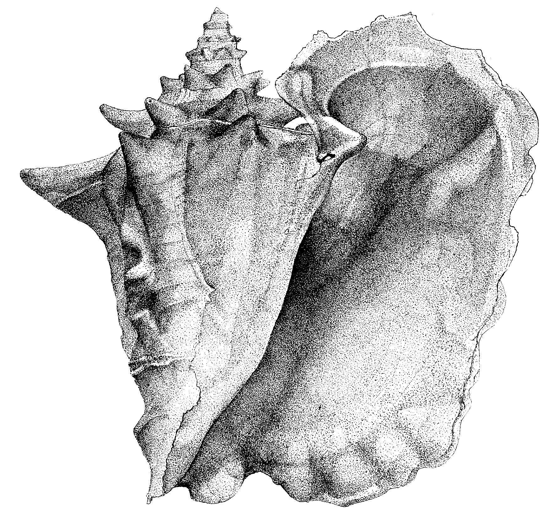 1772x1635 Maria Magdalena Antczak Census Of Marine Life - Marine Drawings