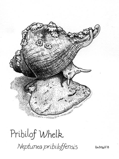 480x640 Marine And Aquatic Life Drawings - Marine Drawings