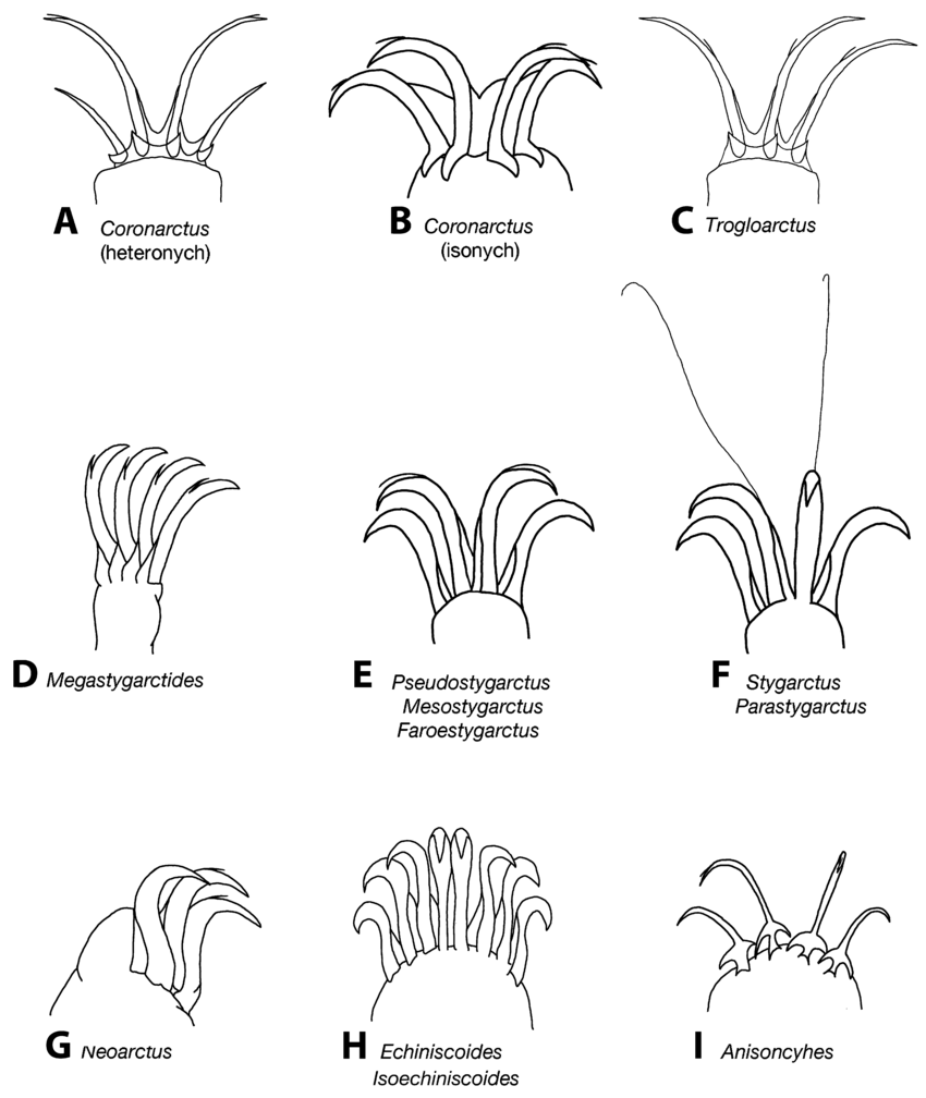 850x1008 Drawings Of Feet Of Marine Heterotardigrades A Coronarctus - Marine Drawings