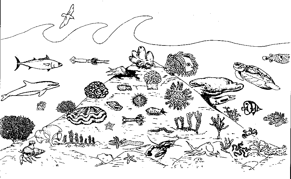 Marine Ecosystem Drawing at Explore collection of