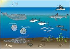 Marine Ecosystem Drawing at PaintingValley.com | Explore collection of ...