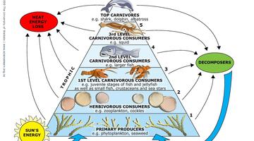 360x200 Marine Ecosystem Science Learning Hub - Marine Ecosystem Drawing