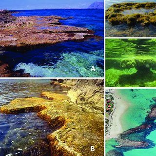 320x320 Pdf Drawing The Line - Marine Ecosystem Drawing