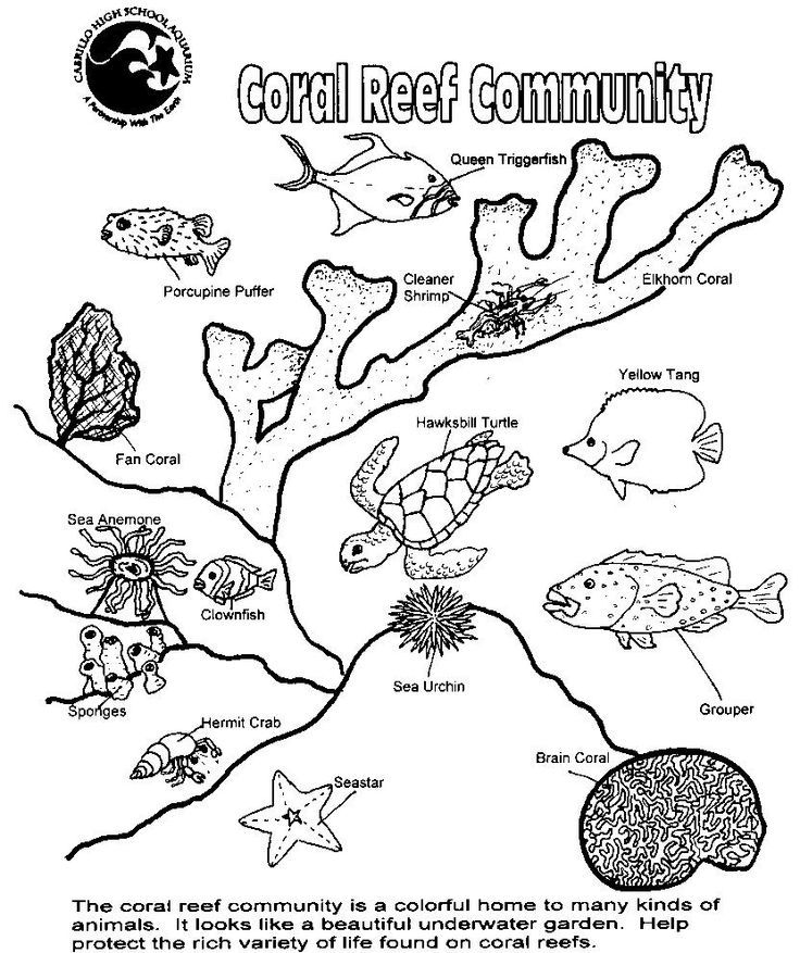 736x877 Ocean Zones Coloring Page - Marine Ecosystem Drawing