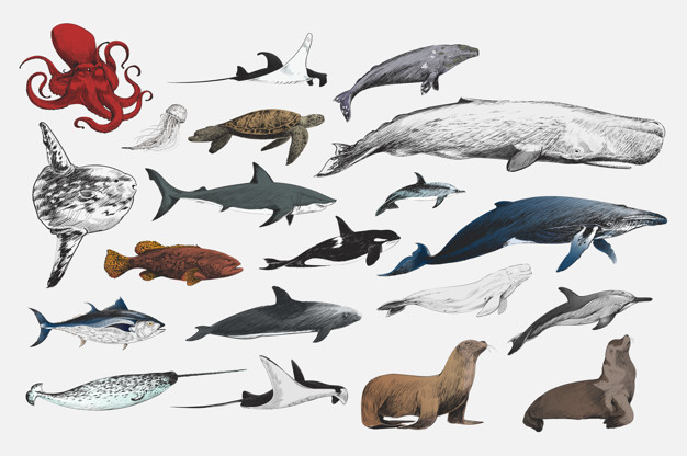 626x416 Illustration Drawing Style Of Marine Life Collection Vector Free - Marine Life Drawing