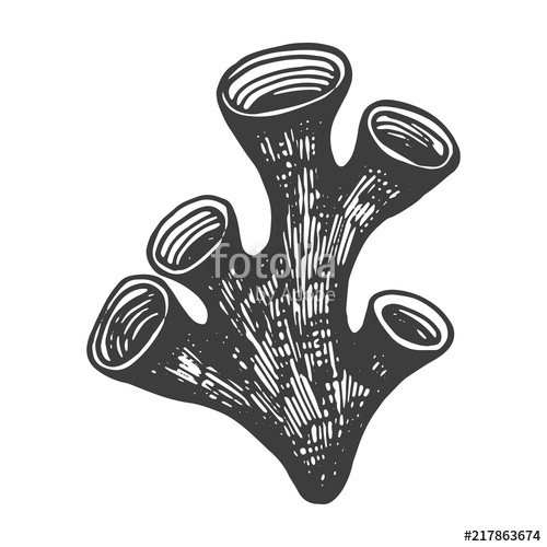 500x500 Coral Drawing Marine Animal Isolated Object Stock Image - Marine Logo Drawing