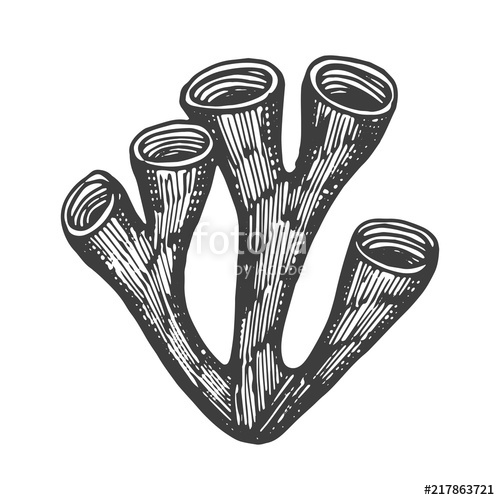 500x500 Red Coral Drawing Marine Animal Isolated Object Stock Image - Marine Logo Drawing