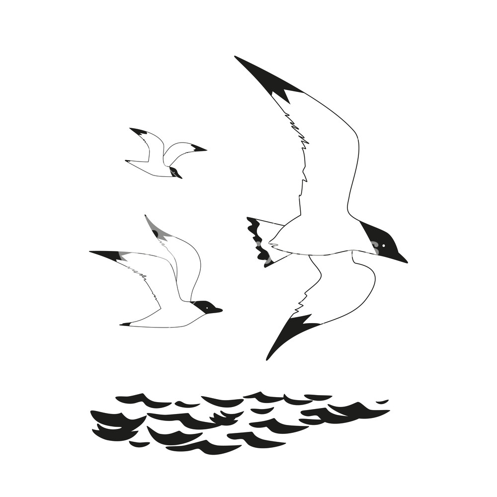 1000x1000 Seagull Icon Set Monochrome Black White Hand Drawing Brush Style - Marine Symbol Drawing