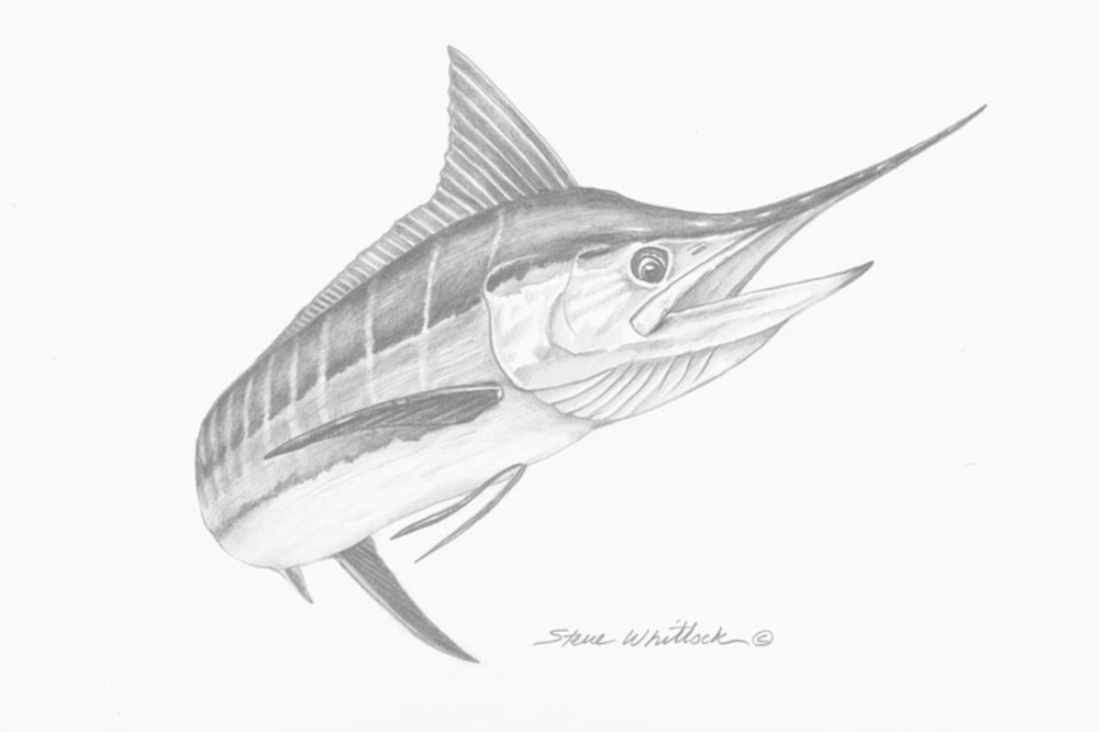 Marlin Drawing at PaintingValley.com | Explore collection of Marlin Drawing