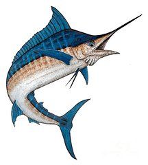 216x240 blue marlin drawings - Marlin Drawing