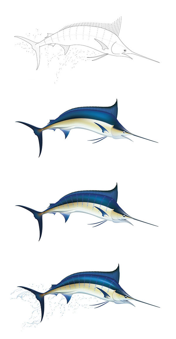 600x1150 drawing of a blue marlin on behance - Marlin Drawing
