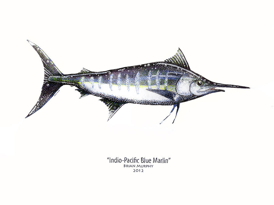 900x674 indio pacific blue marlin drawing - Marlin Drawing