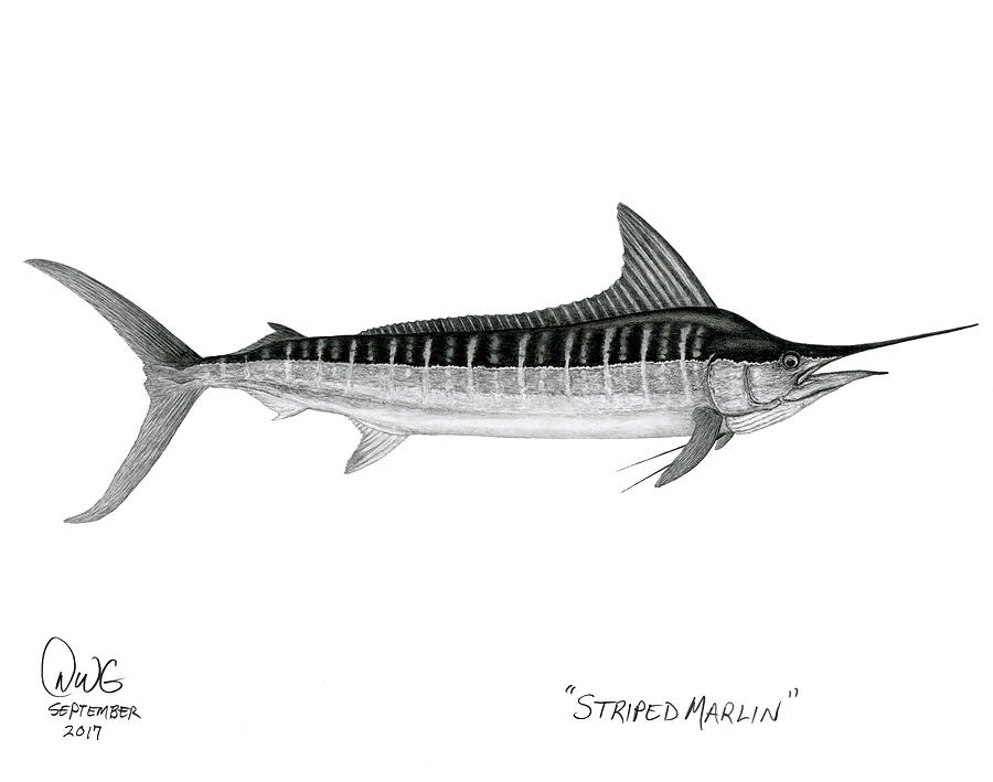 Marlin Drawing at Explore collection of Marlin Drawing