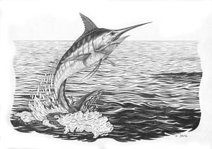 300x212 white breach drawing - Marlin Drawing