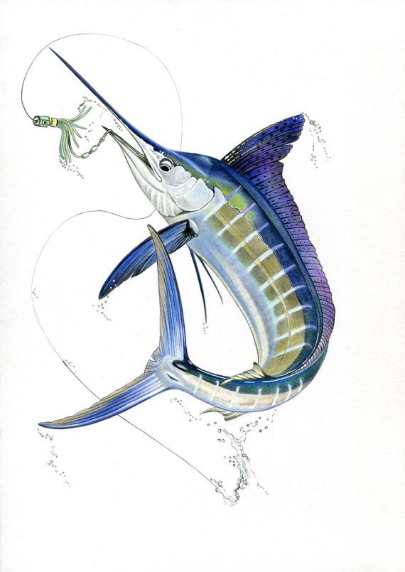 570x805 white marlin print fish art gamefish fishing - Marlin Drawing