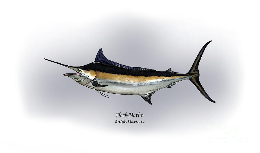 900x529 black marlin drawing - Marlin Drawing