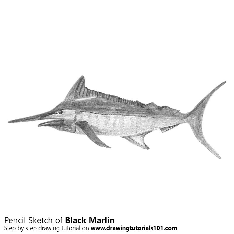 800x800 black marlin pencil drawing - Marlin Drawing