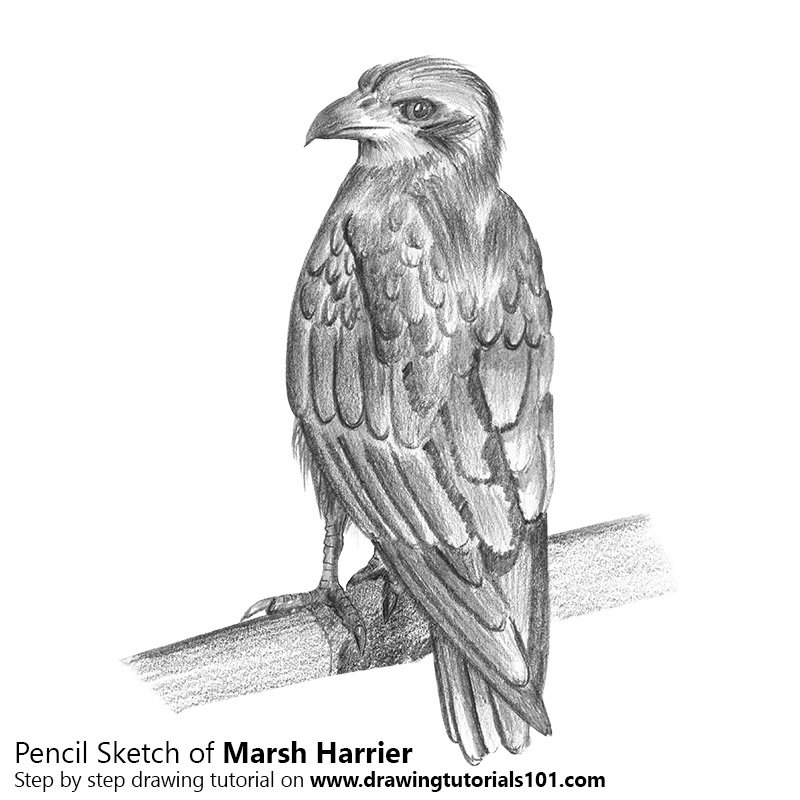 800x800 marsh harrier pencil drawing - Marsh Drawing