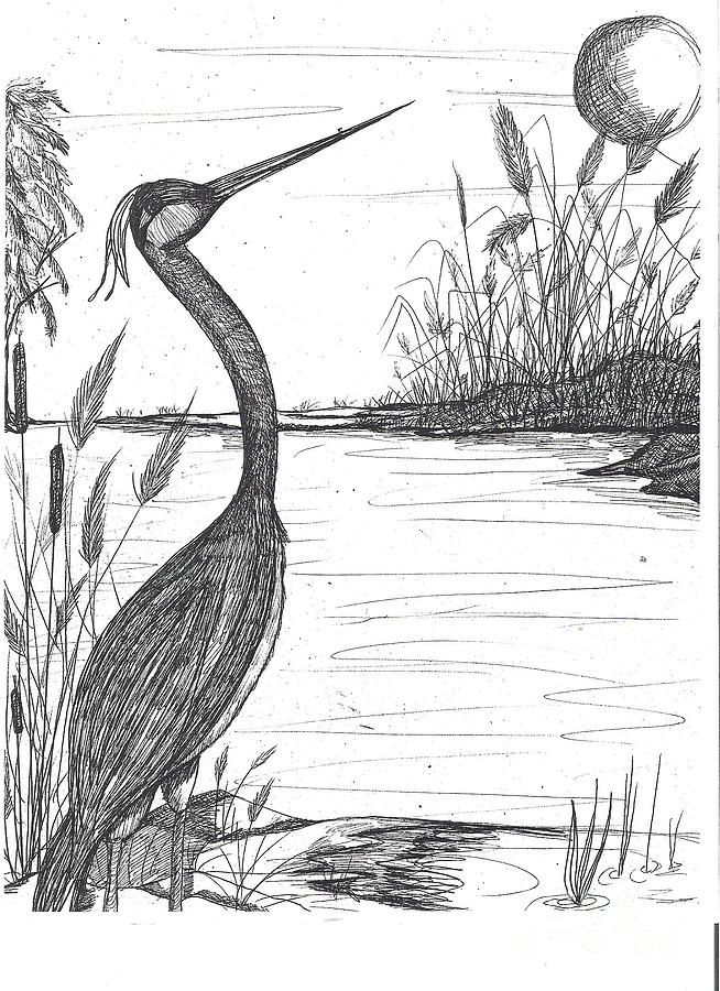 654x900 marsh life drawing - Marsh Drawing