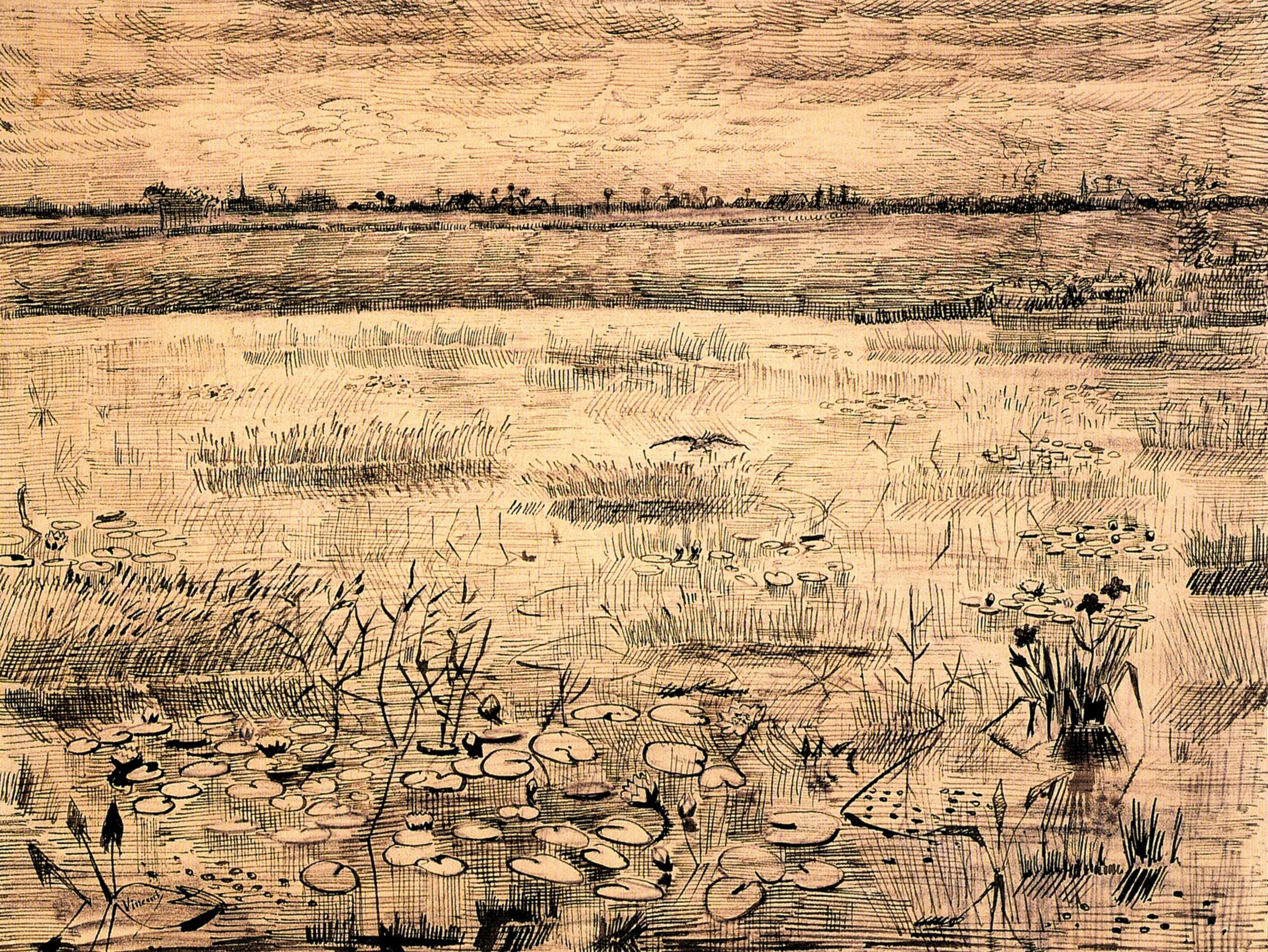 2494x1872 marsh with water lilies - Marsh Drawing