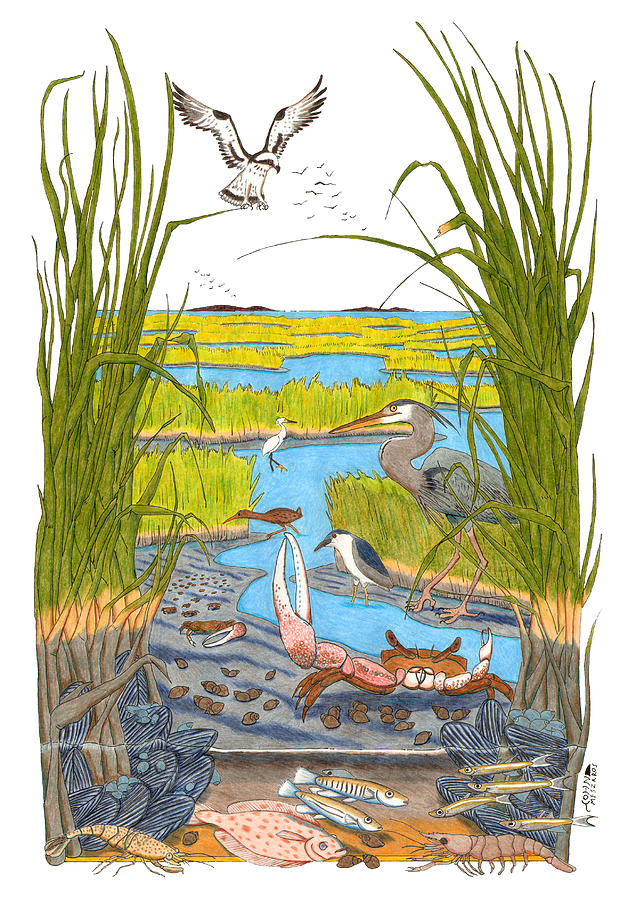 628x900 salt marsh drawing - Marsh Drawing