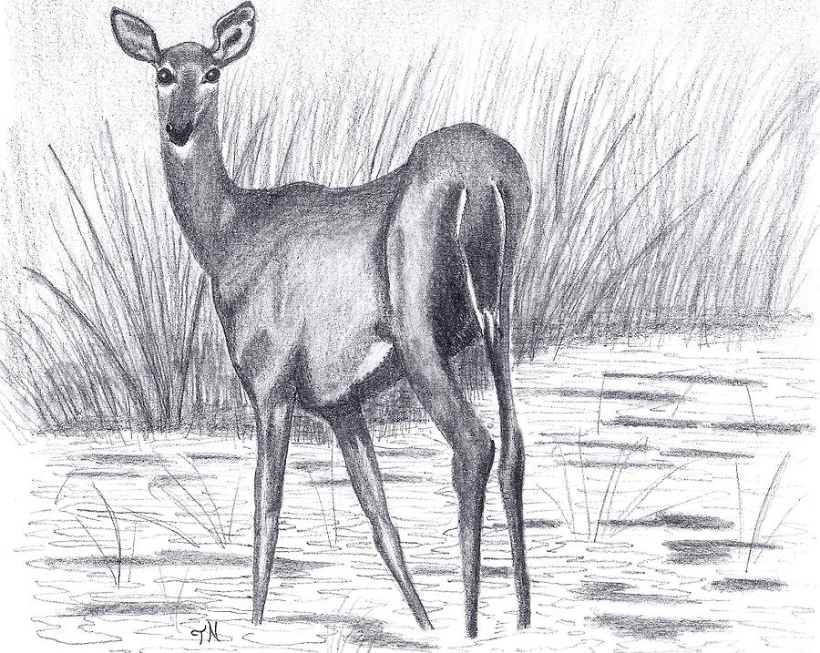 900x717 white tail doe in a marsh drawing - Marsh Drawing
