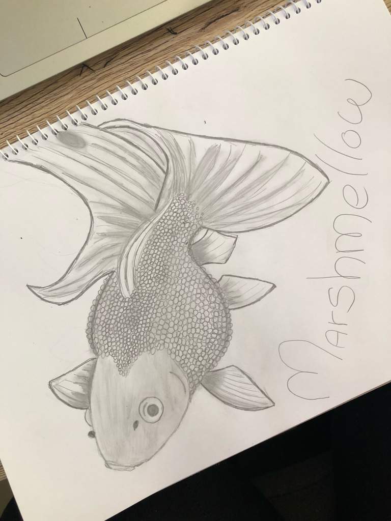 768x1024 Marshmallow Drawing Goldfish Keepers Amino - Marshmallow Drawing