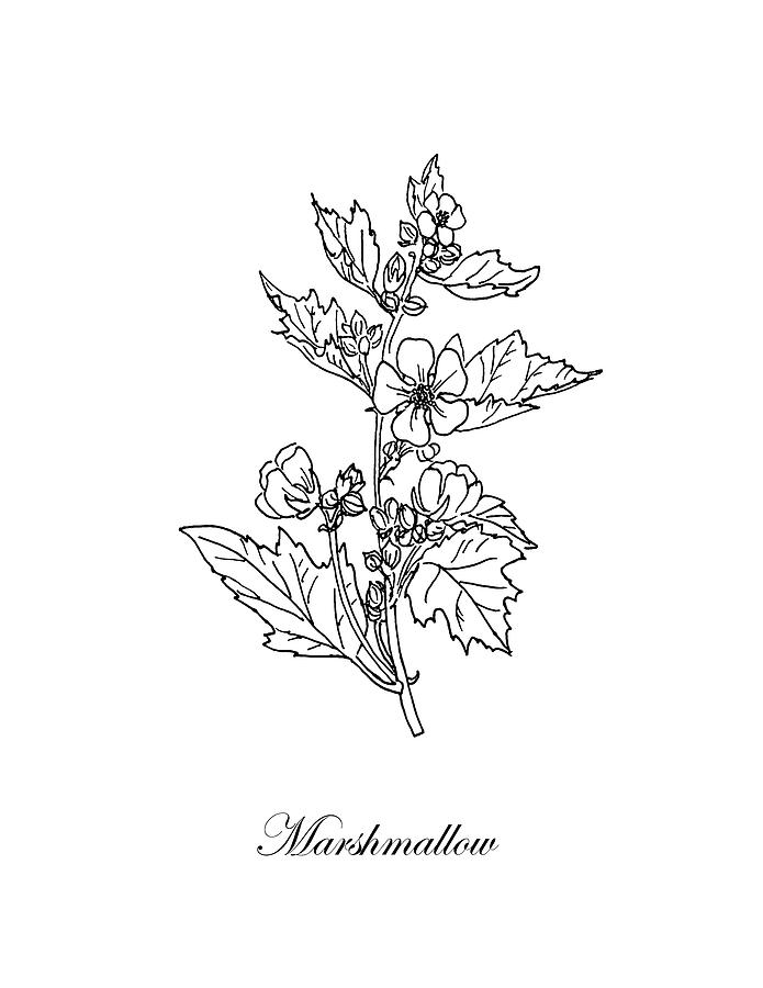 695x900 Marshmallow Plant Botanical Drawing - Marshmallow Drawing