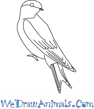 300x350 How To Draw A House Martin - Martin Drawing