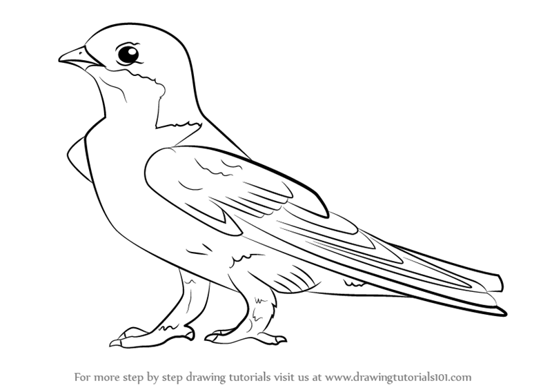 800x565 Learn How To Draw A Common House Martin - Martin Drawing