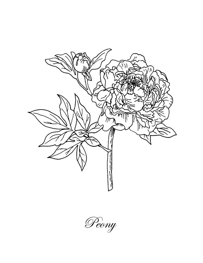 695x900 Peony Botanical Drawing - Masha Drawing