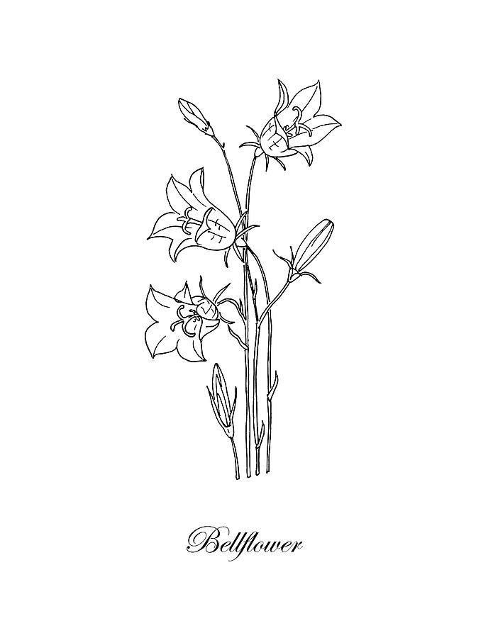 695x900 Bellflower Botanical Drawing - Masha Drawing