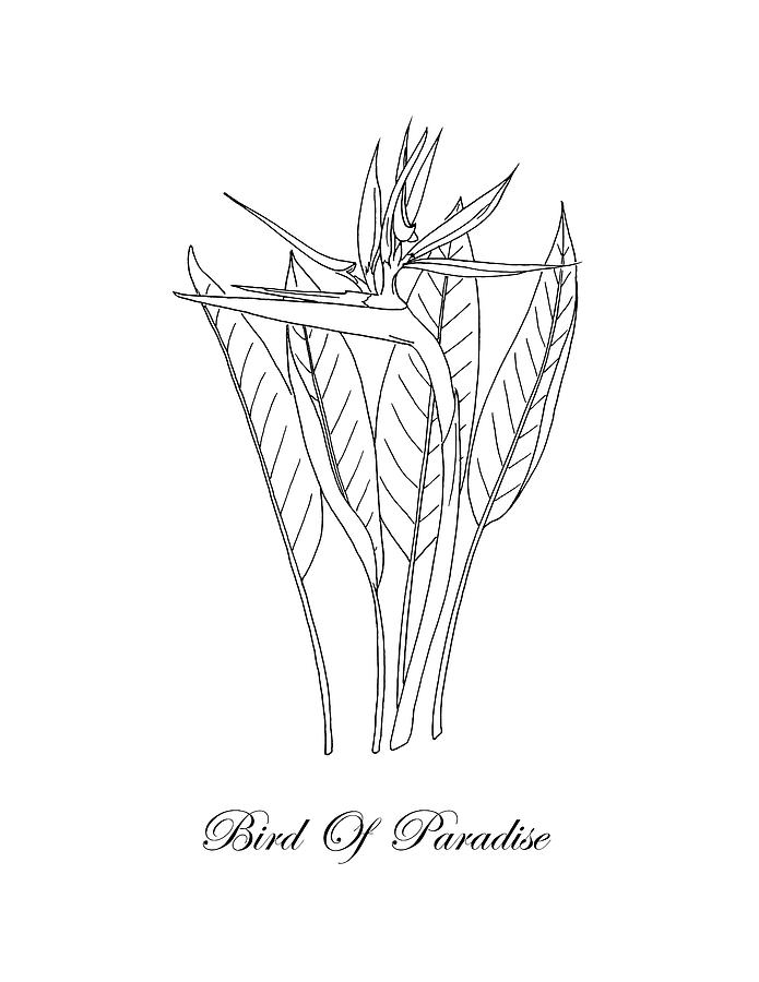 695x900 Bird Of Paradise Botanical Drawing - Masha Drawing