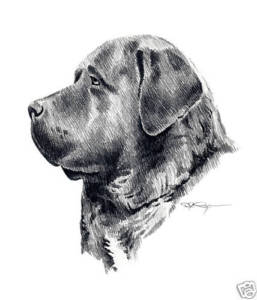 257x300 English Mastiff Pencil Dog Drawing X Art Print - Mastiff Drawing