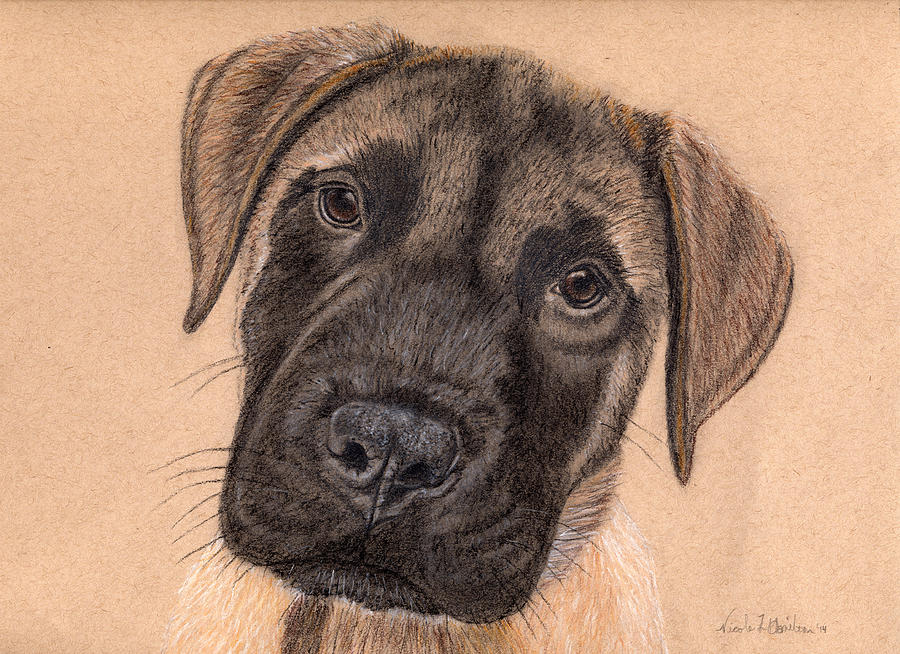 900x654 English Mastiff Puppy Drawing - Mastiff Drawing