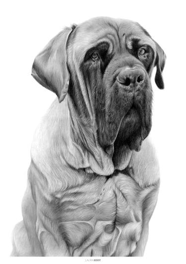 375x531 George Drawing - Mastiff Drawing