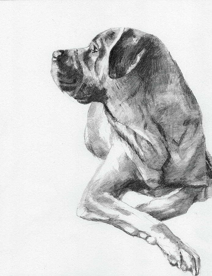 694x900 Lola Drawing - Mastiff Drawing