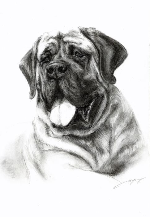 485x700 Mastiff - Mastiff Drawing