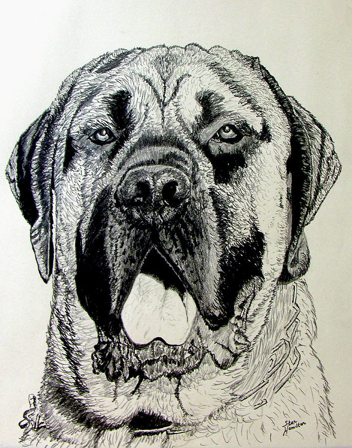 707x900 Mastiff Drawing - Mastiff Drawing