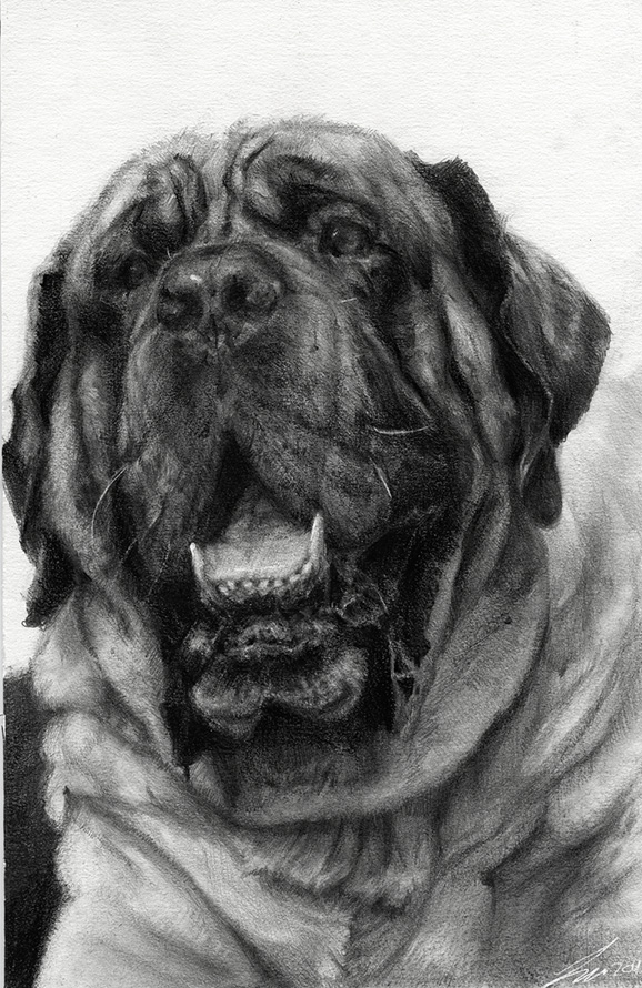 578x890 Mastiff Drawing - Mastiff Drawing