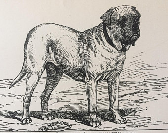 340x270 Mastiff Drawing Etsy - Mastiff Drawing