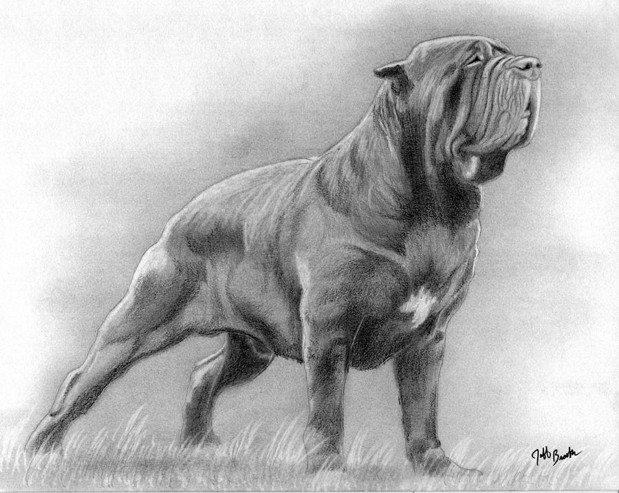900x717 Neopolitan Mastiff Dog Drawing - Mastiff Drawing