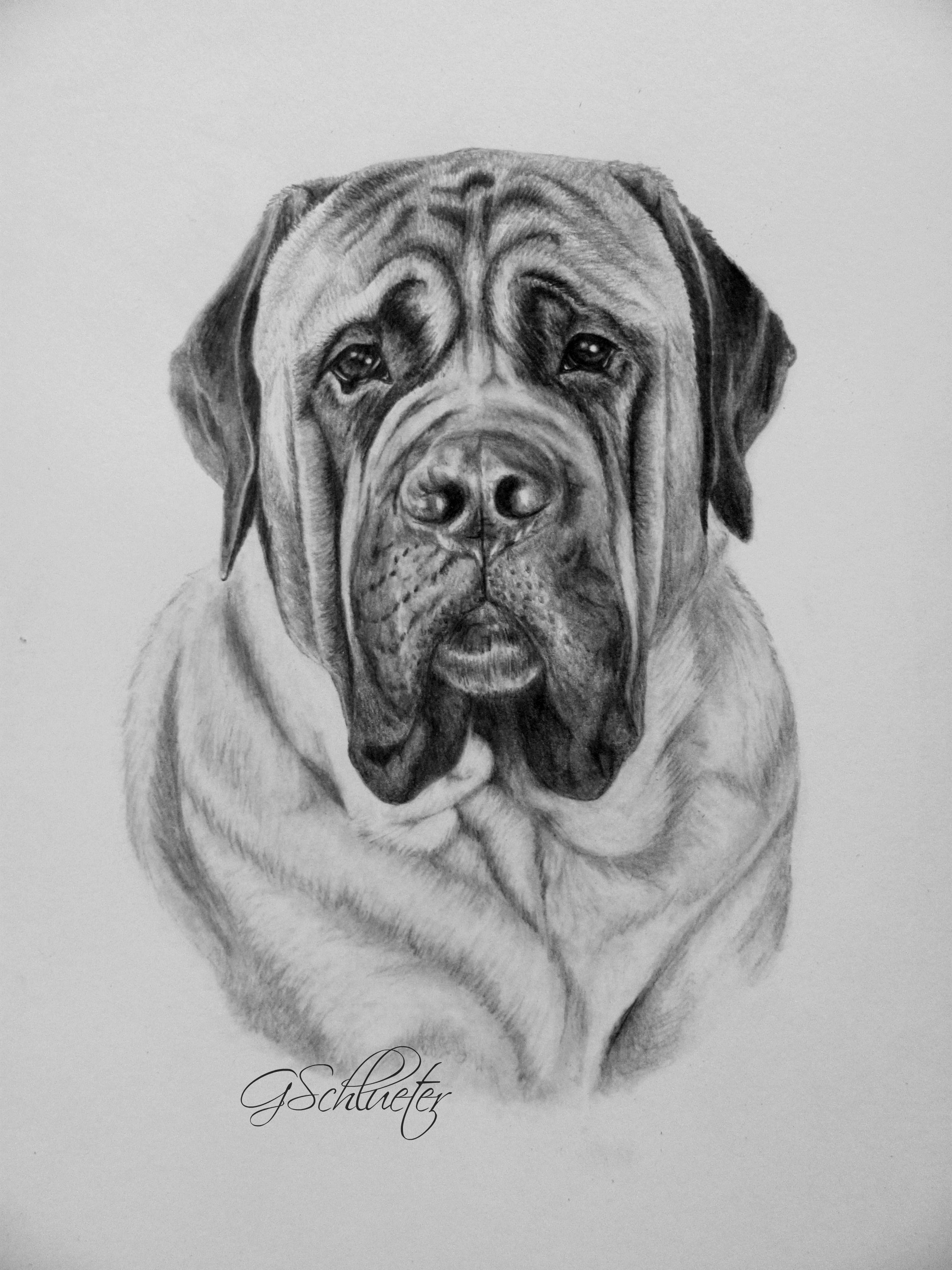 2346x3128  - Mastiff Drawing