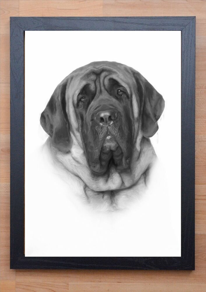 707x1000 Stunning Framed English Mastiff Dog Drawing Print Ebay - Mastiff Drawing