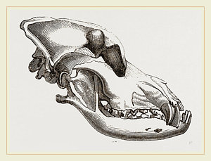 300x229 Skull Of A Mastiff Dog Drawing - Mastiff Drawing