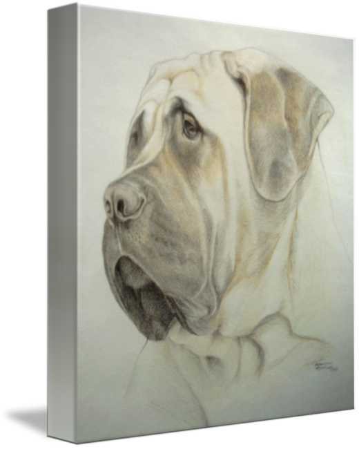 520x650 The Mastiff - Mastiff Drawing